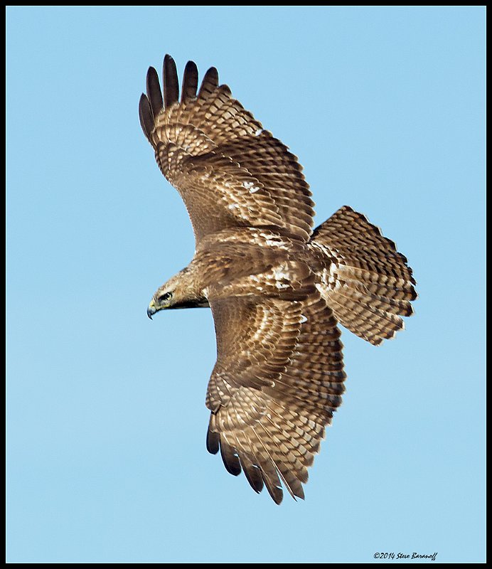 _4SB9699 red-tailed hawk.jpg